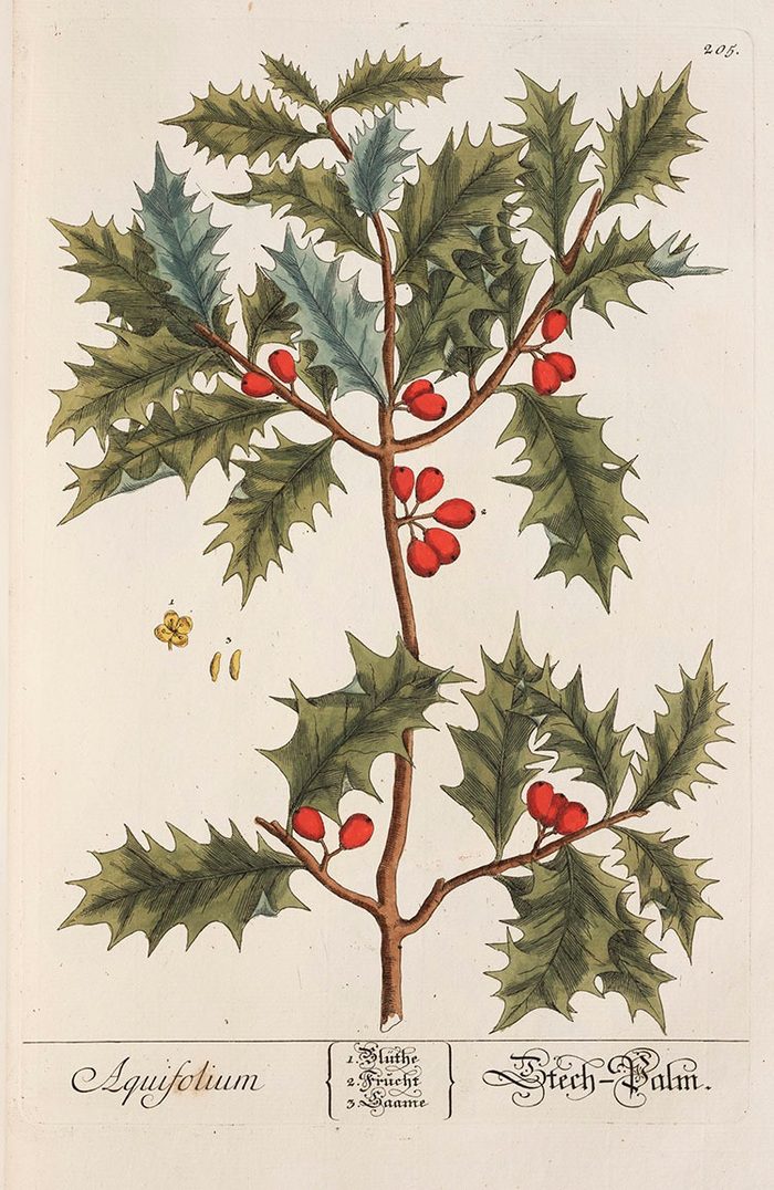 Holly · Blackwell · A Curious Herbal · 1737