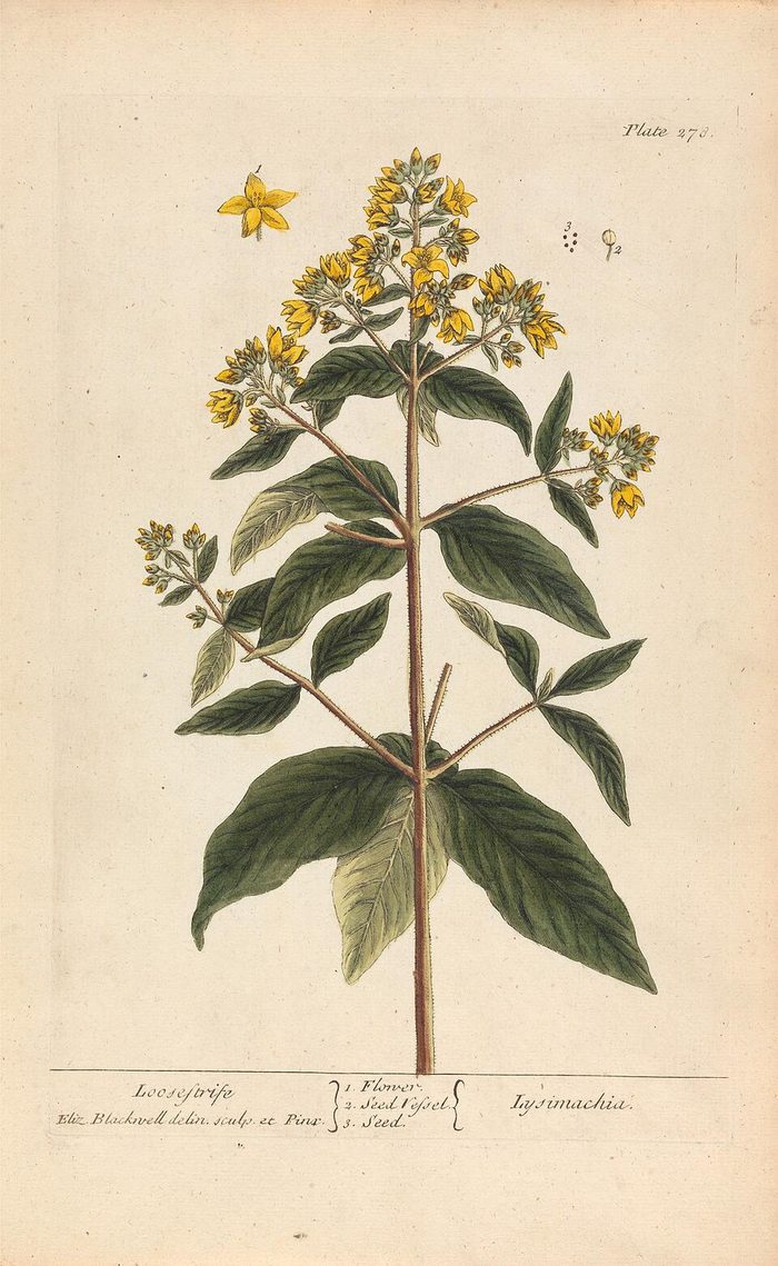 Loosestrife · Blackwell · pl. 278