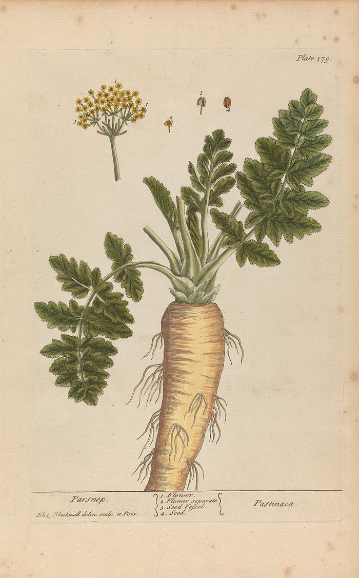 Parsnip · Blackwell · pl. 379