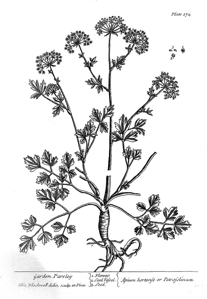 Parsley · Blackwell · 1737