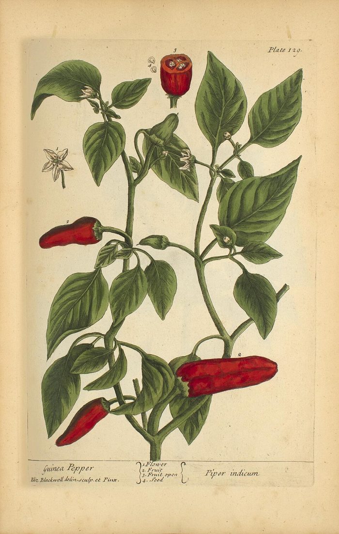 Guinea pepper · Blackwell · 1737