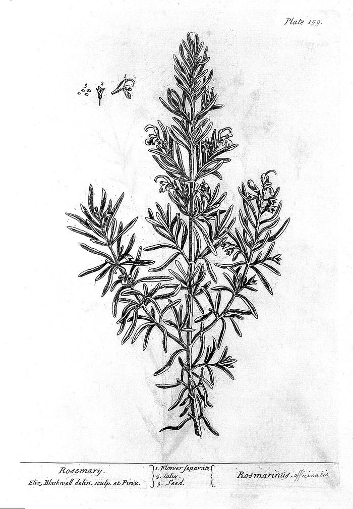 Rosemary · Blackwell · 1737