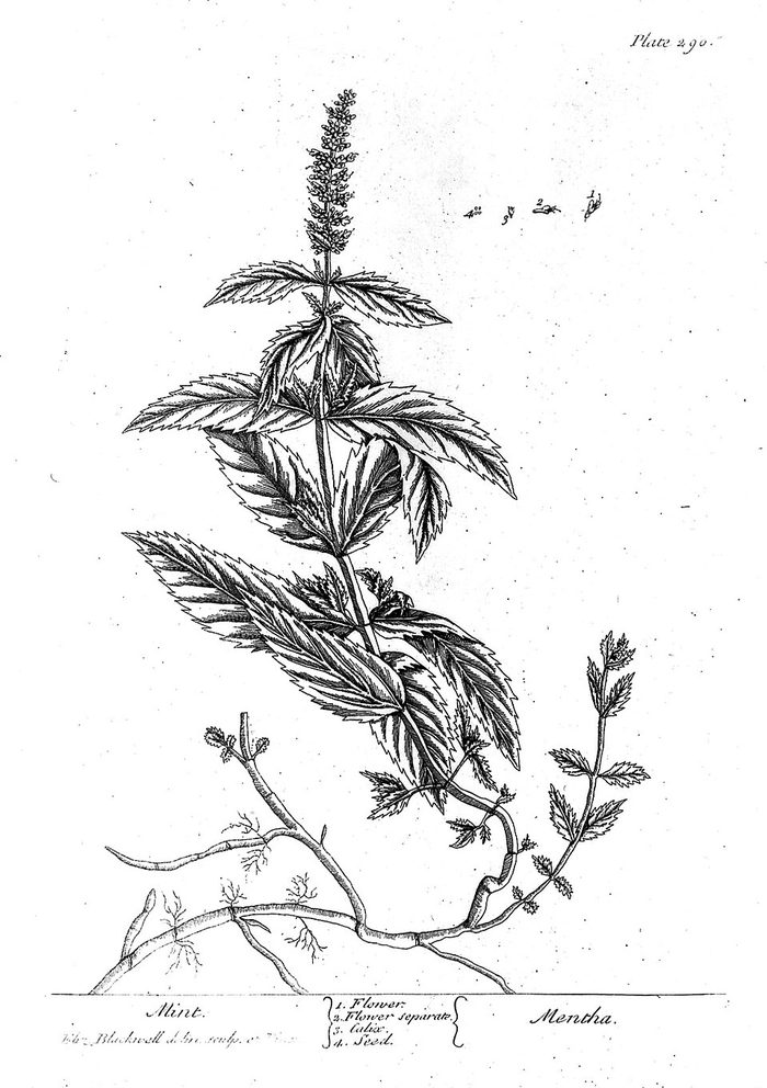 Mint · Blackwell · 1737