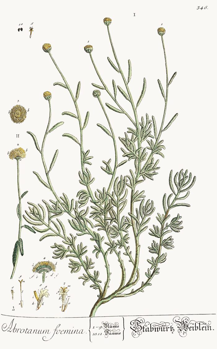 Santolina · Herbarium Blackwellianum · t. 346