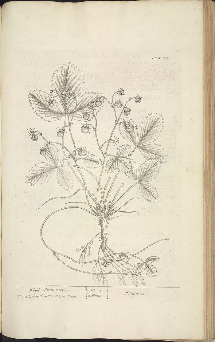 Strawberry · Blackwell · 1737