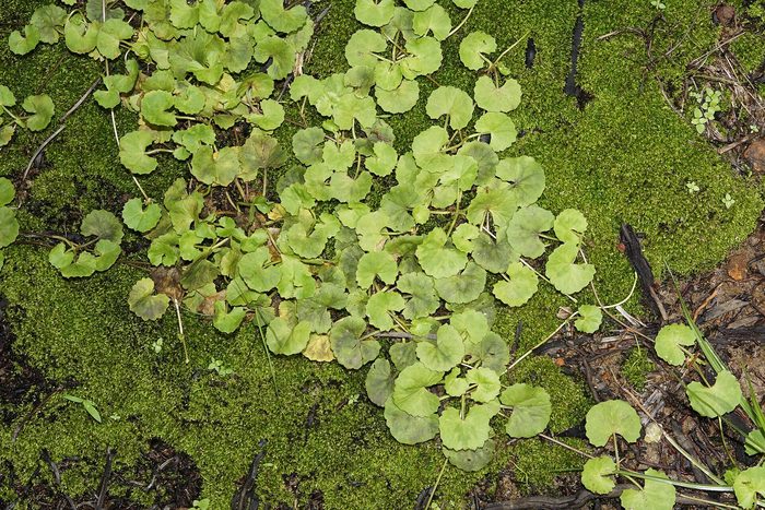 Centella asiatica leaves