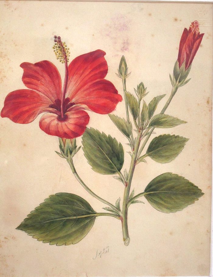 Hibiscus · Company School · 19th c.
