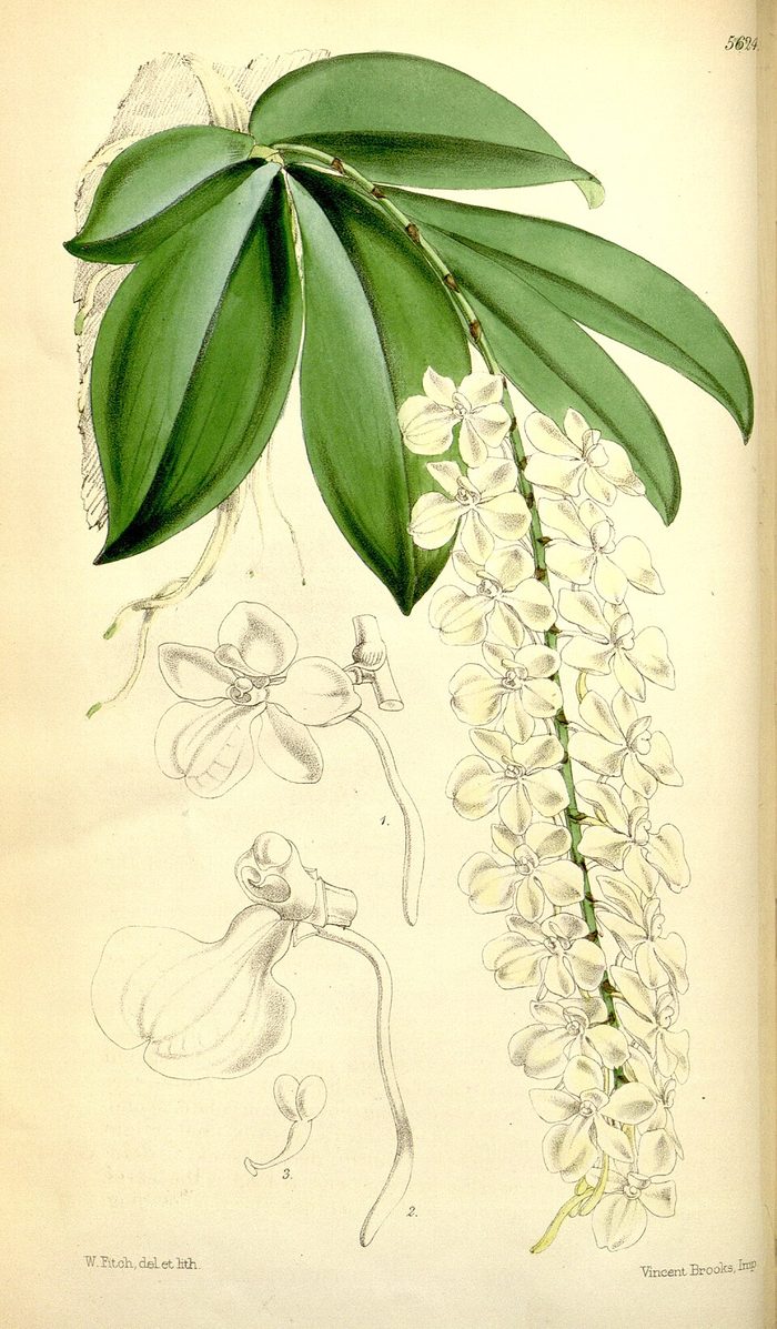 Aerangis citrata · Curtis's · pl. 5624 · 1867