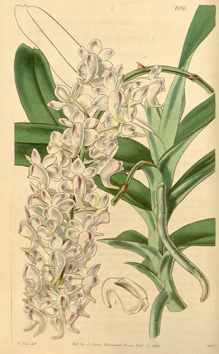 Aerides odorata · Curtis's · pl. 4139 · 1845