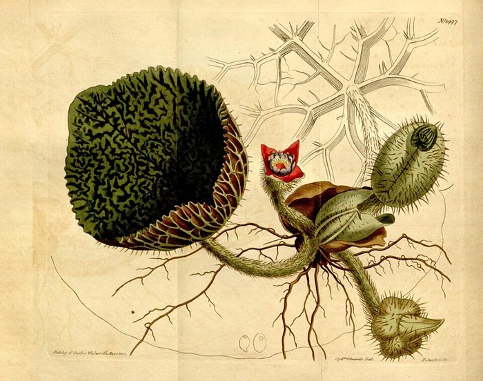 Euryale ferox · Curtis's · pl. 1447 · 1812