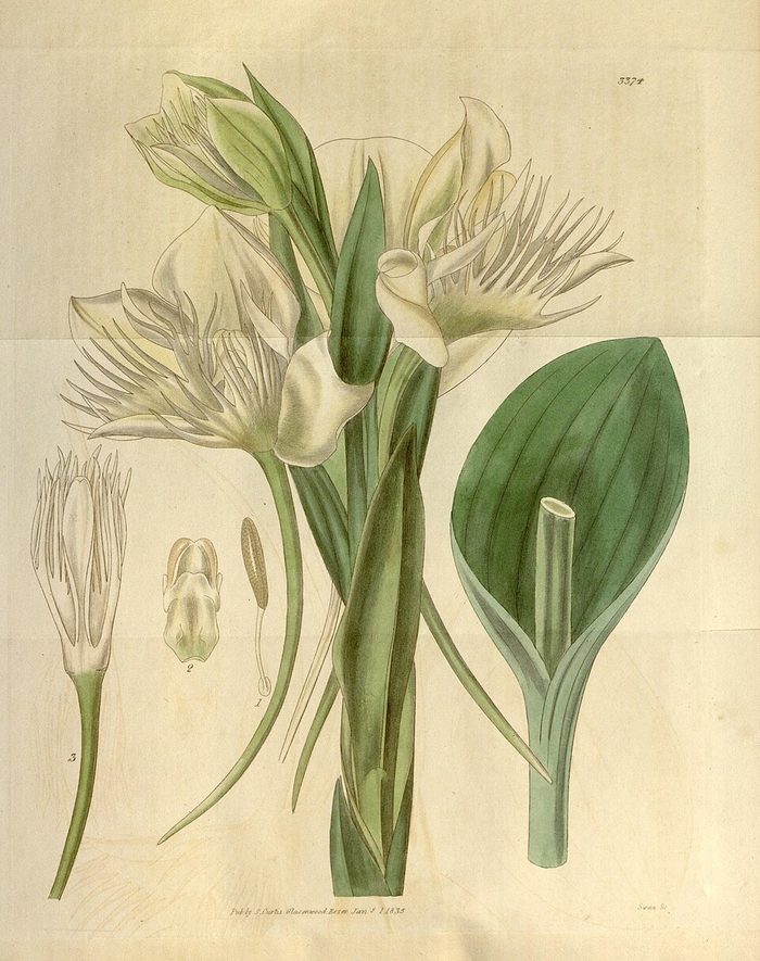 Curtis's Botanical Magazine · pl. 3374 · 1835
