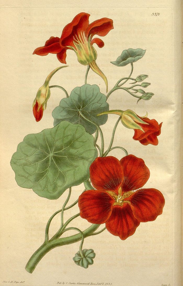 Curtis's Botanical Magazine · pl. 3375 · 1835