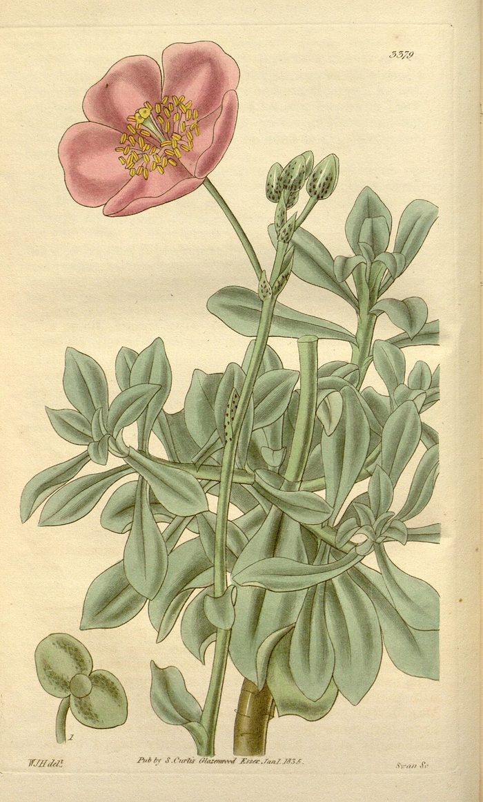 Curtis's Botanical Magazine · pl. 3379 · 1835