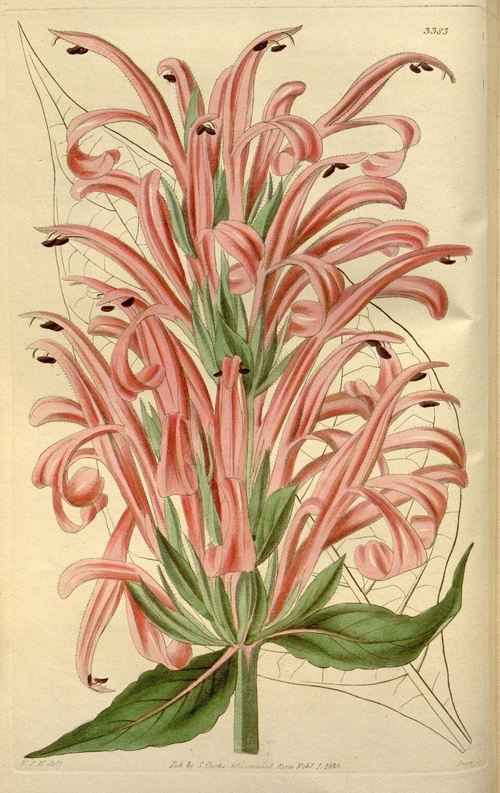 Curtis's Botanical Magazine · pl. 3383 · 1835