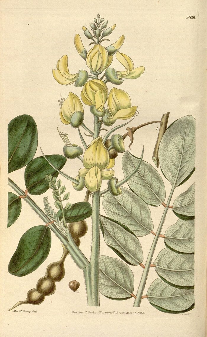 Curtis's Botanical Magazine · pl. 3390 · 1835