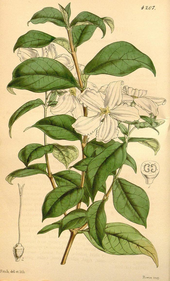 Heinsia crinita · Curtis's · pl. 4207 · 1846