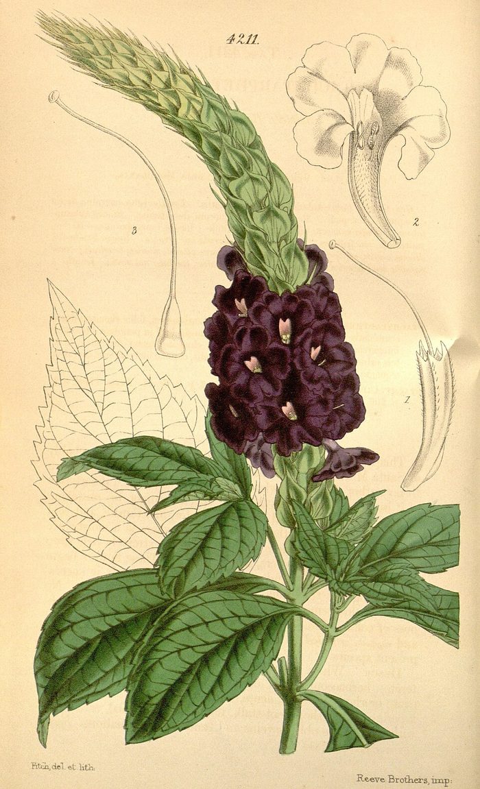 Curtis's Botanical Magazine · pl. 4211 · 1846