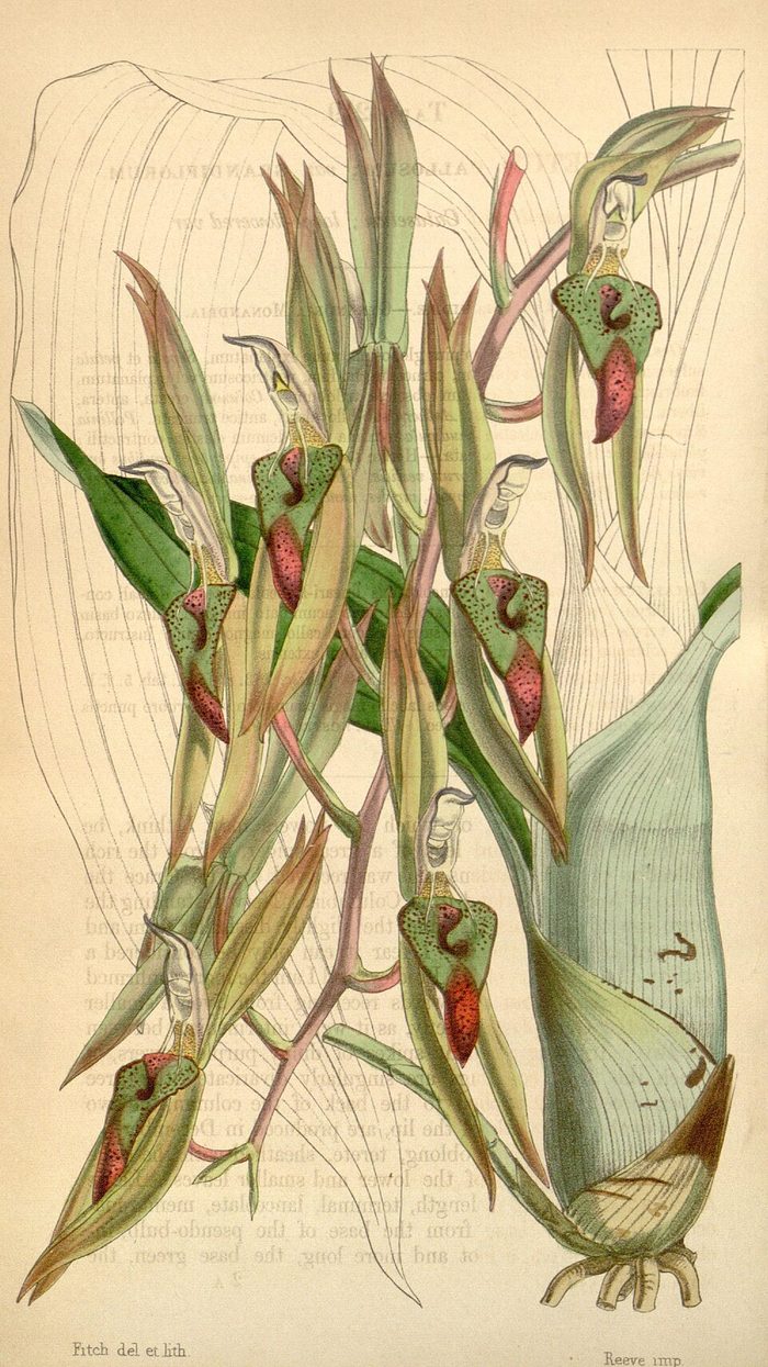Curtis's Botanical Magazine · pl. 4219 · 1846