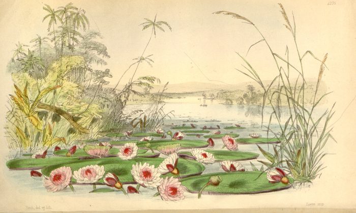 Victoria amazonica · Curtis's · pl. 4275 · 1847