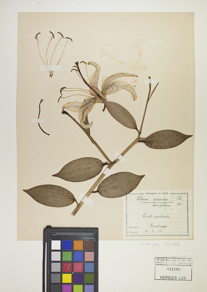 Herbarium sheet · Lilium speciosum · MNHN Luxembourg