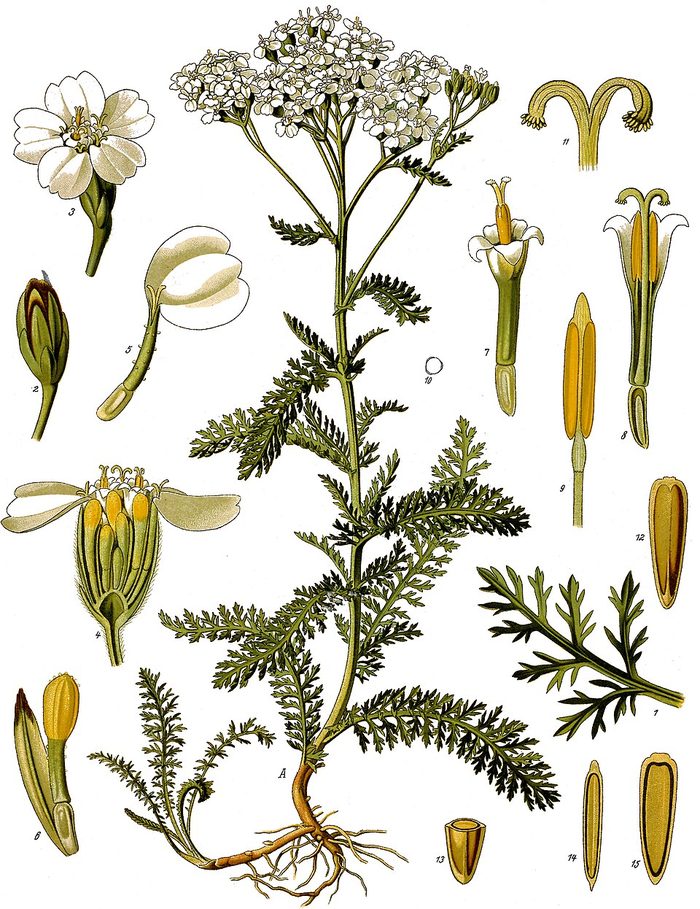 PL. 149 · YARROW · FLOWER