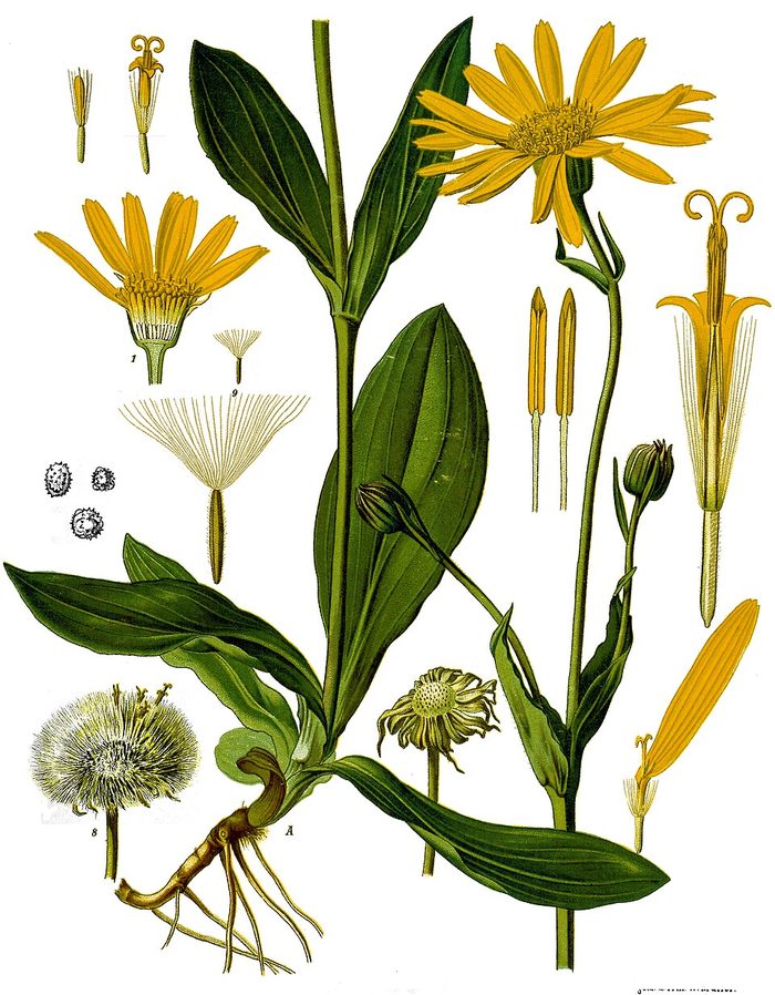 PL. 015 · ARNICA · FLOWER