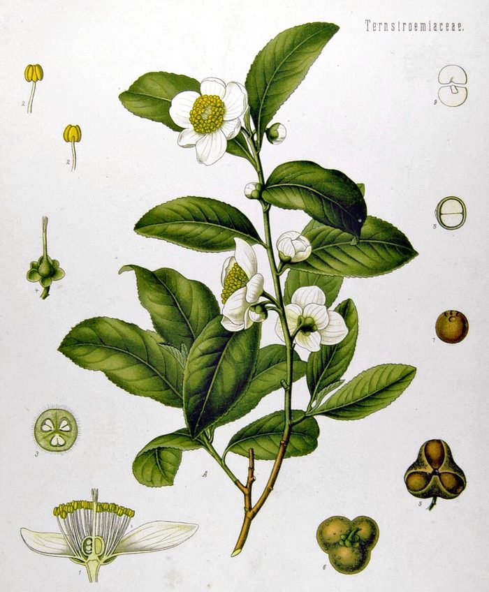 PL. 025 · TEA · LEAF