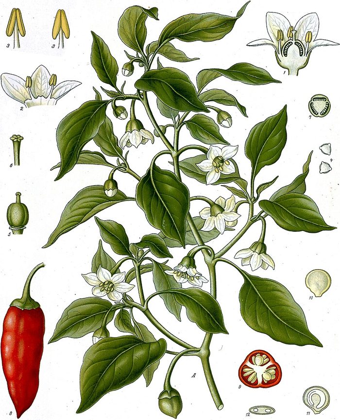 PL. 027 · CHILLI · FRUIT