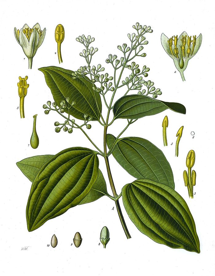 PL. 182 · CINNAMON · BARK