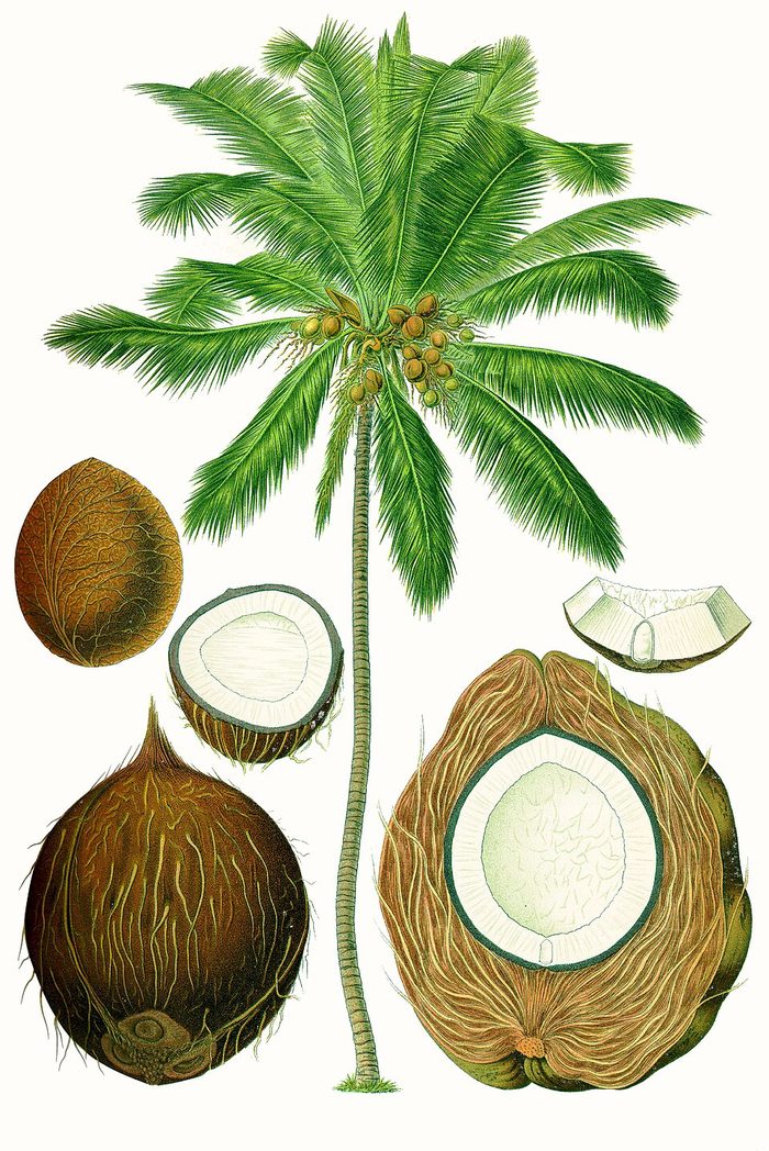 PL. 187 · COCONUT · FRUIT