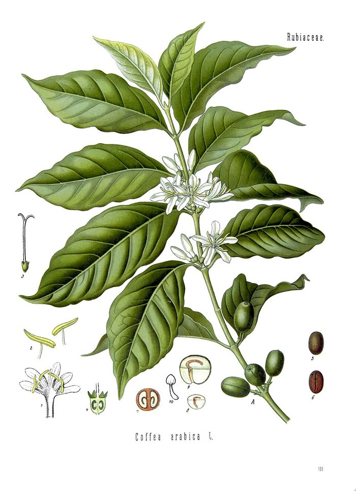 PL. 189 · COFFEE · SEED