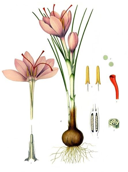 PL. 194 · SAFFRON · STIGMA