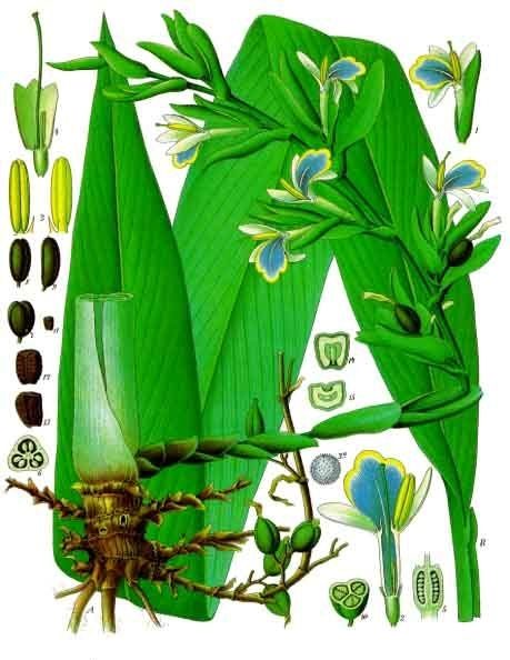 PL. 057 · CARDAMOM · POD