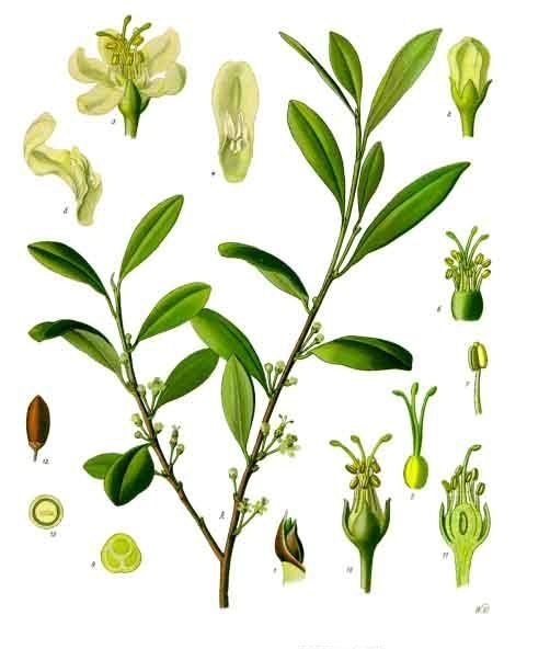 PL. 204 · COCA · LEAF