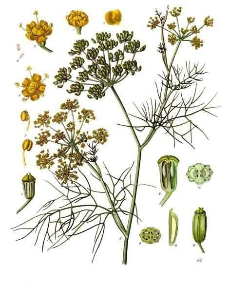 PL. 148 · FENNEL · SEED