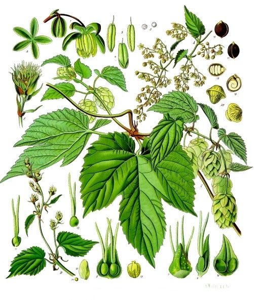 PL. 072 · HOPS · CONE