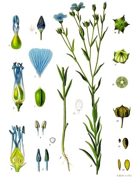 PL. 088 · FLAX · SEED