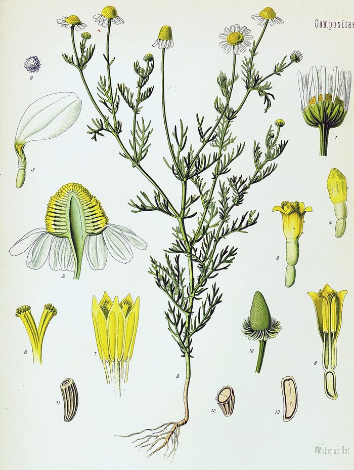 PL. 091 · CHAMOMILE · FLOWER