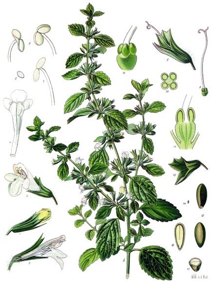 PL. 094 · LEMON BALM · LEAF
