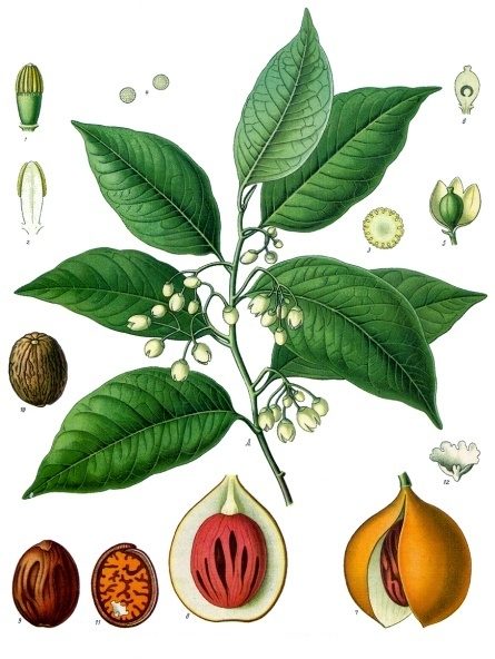 PL. 097 · NUTMEG · SEED