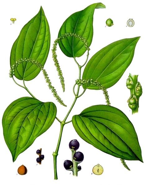 PL. 107 · BLACK PEPPER · FRUIT
