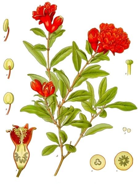 PL. 115 · POMEGRANATE · FRUIT
