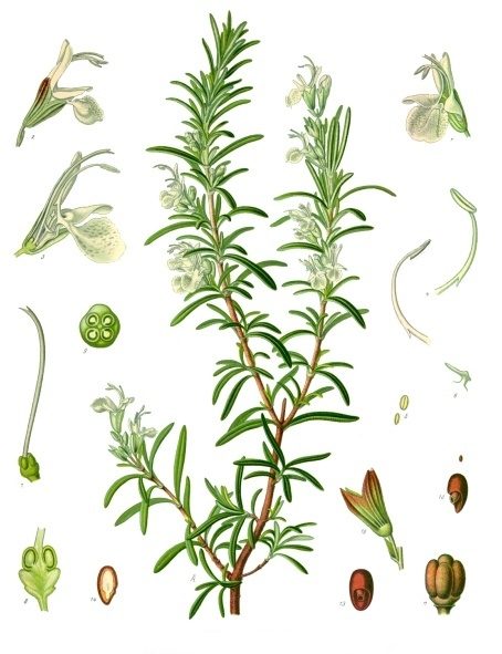PL. 258 · ROSEMARY · LEAF