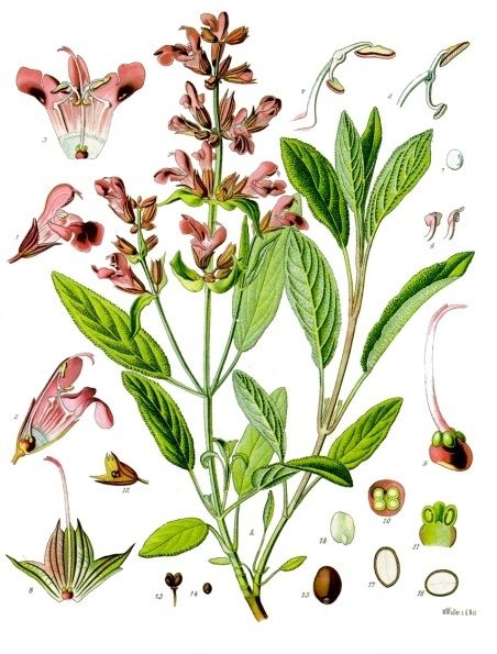 PL. 126 · SAGE · LEAF