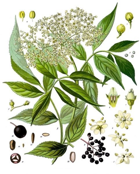 PL. 127 · ELDER · FLOWER, BERRY