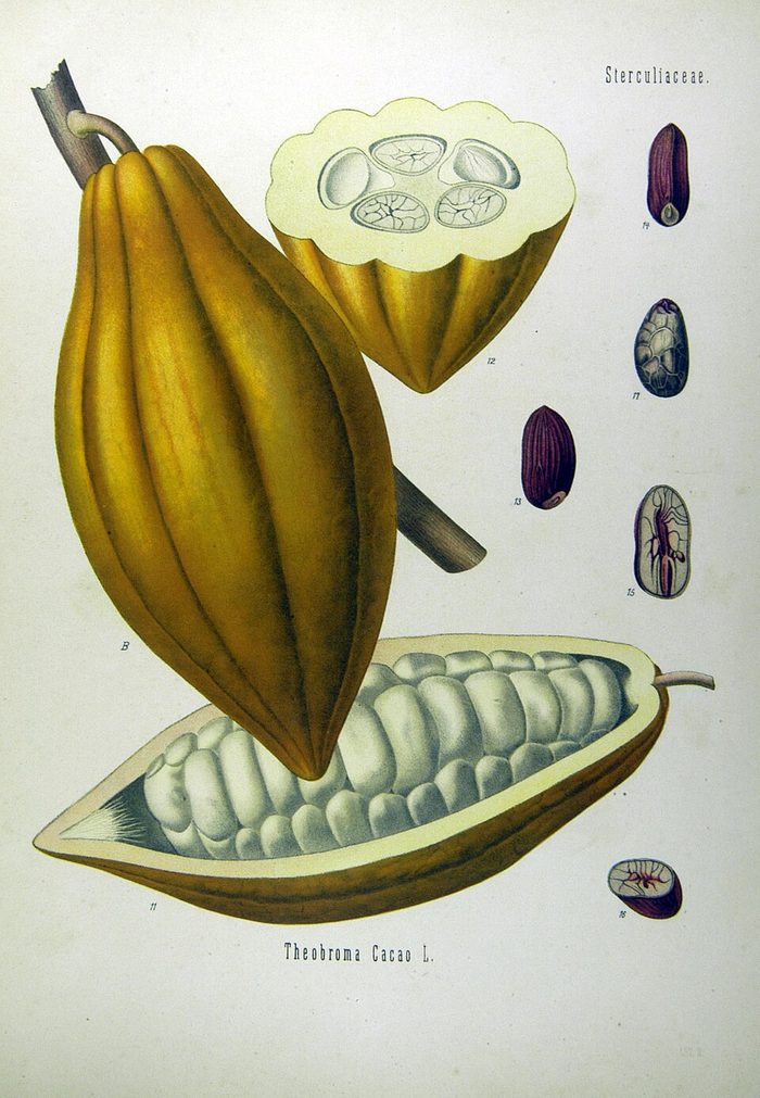 PL. 137 · CACAO · SEED