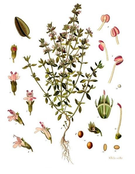 PL. 271 · THYME · LEAF