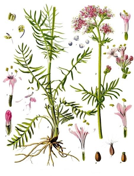 PL. 143 · VALERIAN · ROOT