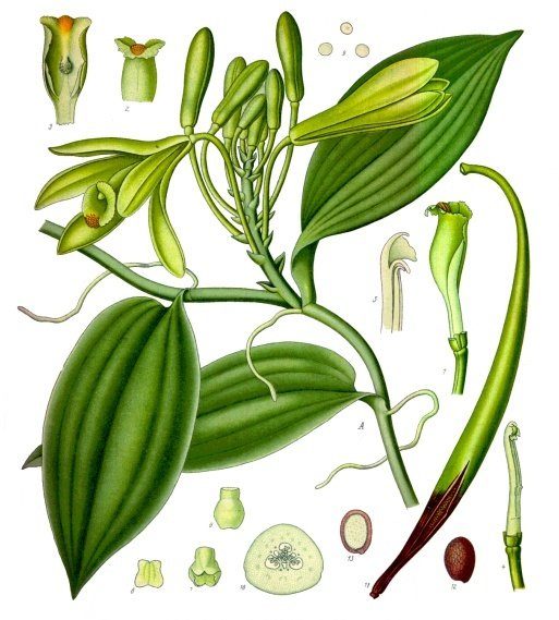 PL. 278 · VANILLA · POD