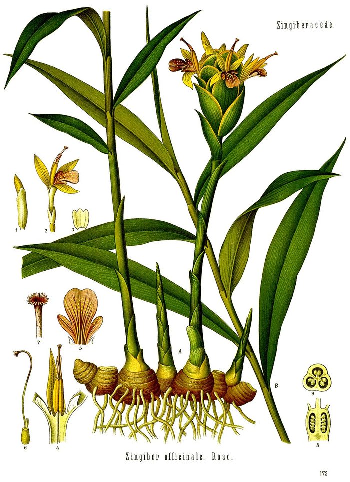 PL. 146 · GINGER · RHIZOME